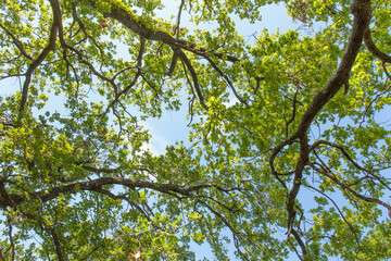 Fototapete bei efototapeten.de bestellen   