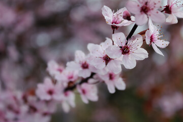 Pink Cherry Blossoms.	