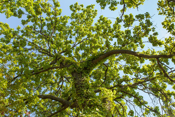 Looking up oak tree with ivy growing on the trunk. Blue sky background