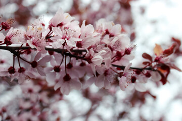 Obraz premium Pink Cherry Blossoms. 