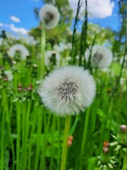 dandelion on blue sky