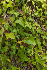 Ivy on a oak tree. Natural texture background
