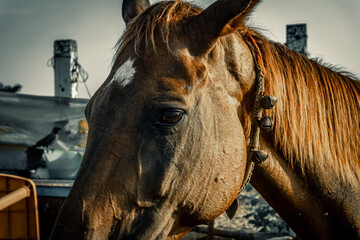 Beautiful Headshot of the brown horse, standing near the seashore of Mamallapuram beach, Tamilnadu, South India. Animal portrait photography.