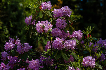 Fototapeta premium Flowering rhododendrons in the spring garden. Beautiful rhododendron flowers in bush