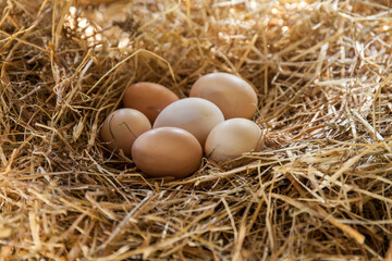 Fresh eggs on a  straw in chicken coop