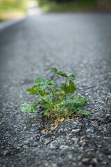 Plant growing between asphalt crack. Street on the background. Resilience, life and power icons