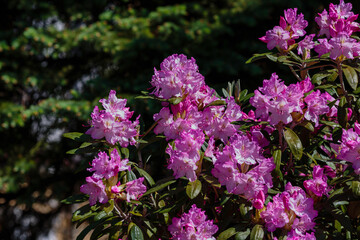 Flowering rhododendrons in the spring garden. Beautiful rhododendron flowers in bush