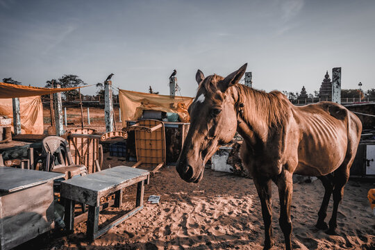 Beautiful portrait of the brown horse, standing near the seashore of Mamallapuram beach, Tamilnadu, South India. Animal portrait photography.