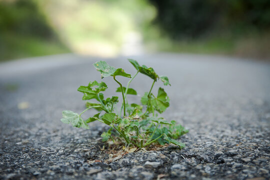 Plant Growing Between Asphalt Crack. Street On The Background. Resilience, Life And Power Icons