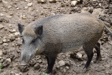 Pig Wildschwein Germany