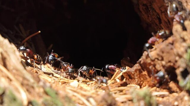 Ants colony in the anthill