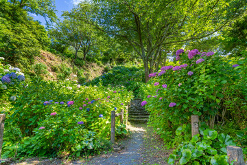 静岡県下田市　下田公園のあじさい