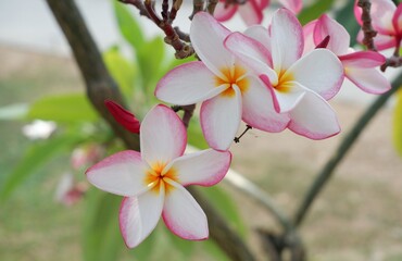 plumeria flowers and green leaves, temple tree, graveyard tree, frangipani on natural light background
