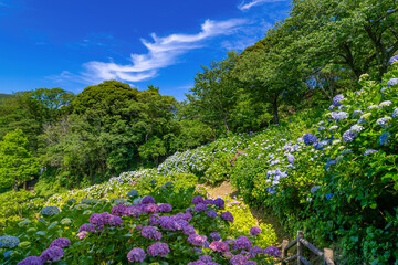 静岡県下田市　下田公園のあじさい