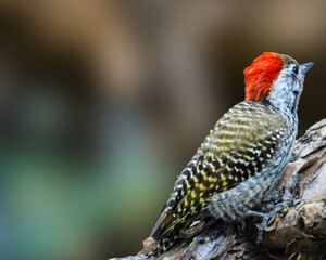 Tiny cute little  cardinal woodpecker perched on a branch