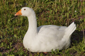 Fototapeta premium white goose on the grass