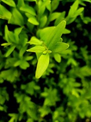green leaves background