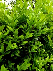 green leaves background
