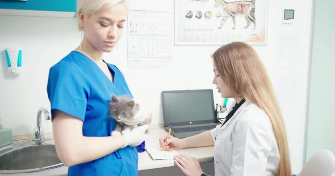 veterinarian hold kitten in hands when nurse fills in documents