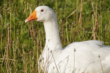 white goose on the grass