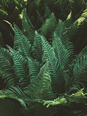 Fern leaves pattern, vertical nature, garden photography. Dark green moody colored background. Low key lighting.