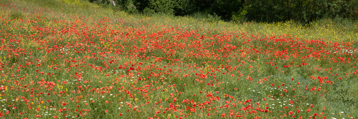 Obraz premium Panorama sur un champ de coquelicot dans une vallée de la Drôme