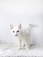 fluffy cat on a white background 