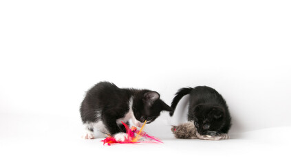 cute kittens on white background 