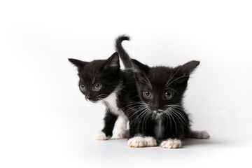cute kittens on white background 
