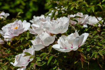 Paeonia suffruticosa flower (sort Paeonia rockii) in the garden