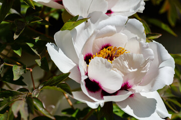 Paeonia suffruticosa flower (sort Paeonia rockii) in the garden