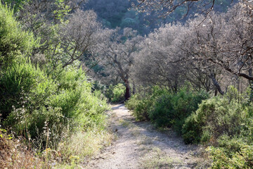 Walking path in the setting sun in the forest on the island of Sardinia in Italy