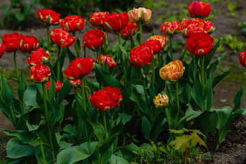 Red double tulip close up in springtime. The cultivation of bulbous plants in the garden
