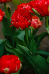 Red double tulip close up in springtime. The cultivation of bulbous plants in the garden