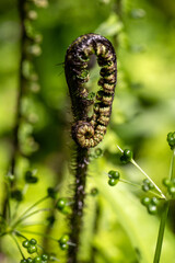 Close-up of matteuccia struthiopteris, common names ostrich fern, fiddlehead fern, or shuttlecock fern