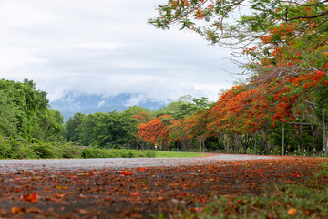 A large tree beside the road had beautiful red and orange flowers falling all over the ground. There may be a danger of slippery roads. Want to take care of the roads in Thailand 
