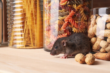 Small brown rat looking for food on wooden shelf