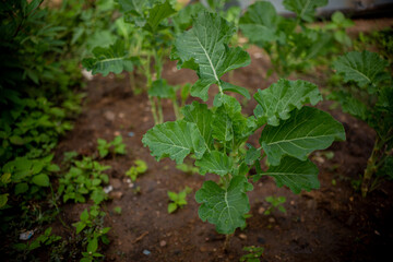 Zambian, africa, African, garden,, vegetable, f, growing, organic, soil,