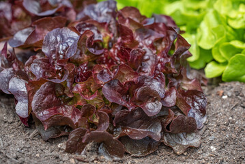 Bio Salat