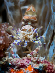Periclimenes amethysteus is a species of shrimp found in the Adriatic and Aegean Sea, and the western Mediterranean Sea.