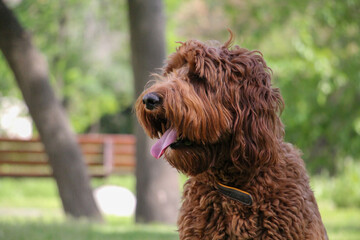 Happy Labradoodle Dog with Head Tilt and Tongue Out Looking at Camera