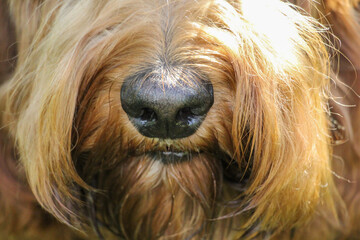 Nose of red Labradoodle, close-up