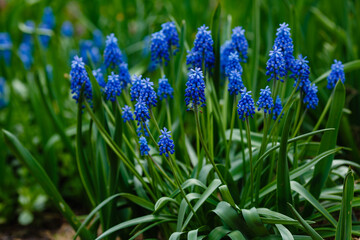Fototapeta premium Muscari flowers, Muscari armeniacum, Grape Hyacinths spring flowers blooming in april and may. Muscari armeniacum plant with blue flowers