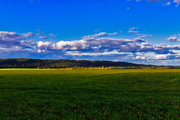 meadow and hills with a coniferous forest in the distance
