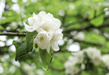 Natural green background with white flowers of apple tree