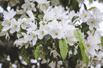 Obraz premium Natural green background with white flowers of apple tree