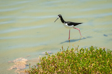 Endangered Hawaiian Stilt. The Hawaiian stilt is facing extensive conservation threats.The stilt has the second-longest legs of any other species of bird. The Hawaiian stilt was a popular game bird.