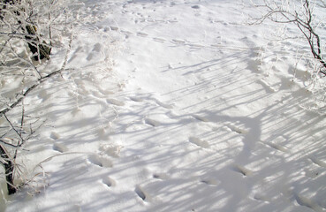 Traces of animals in the snow. Animal tracks in the snow in a clearing in the winter forest. 