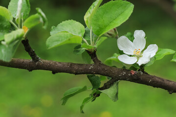 Natural green background with white flowers of apple tree