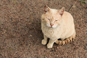 The ginger cat closed his eyes purring and squinting with pleasure. Portrait of a smelly ginger cat...